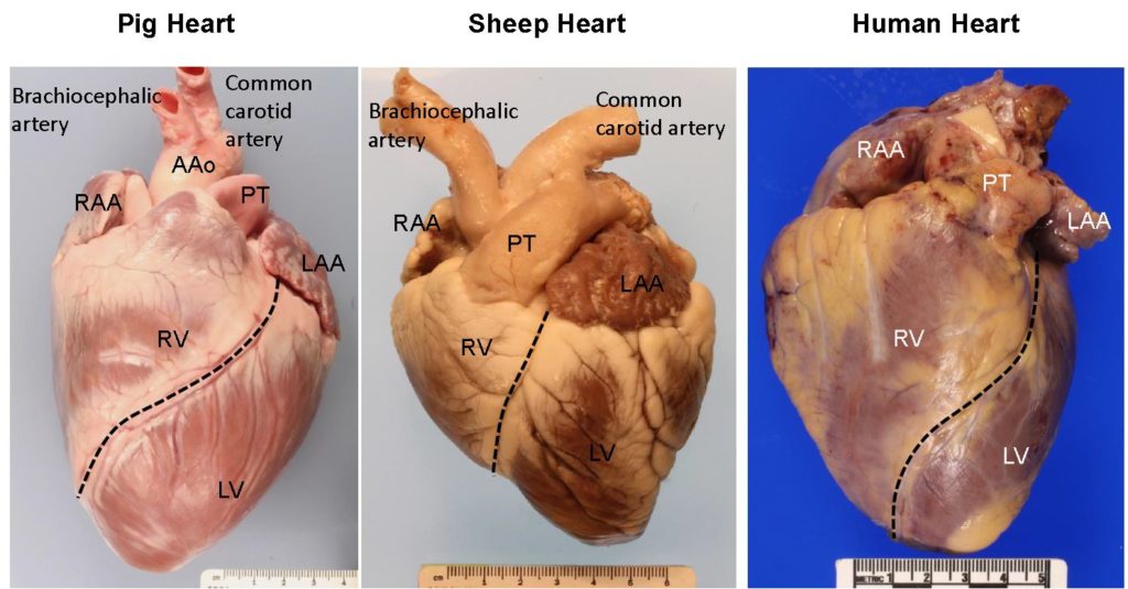 Anterior View of Pig, Sheep, and Human Hearts
